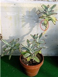 Kalanchoe tomentosa 